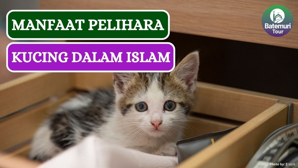 9 Manfaat dan Keistimewaan Pelihara Kucing dalam Islam